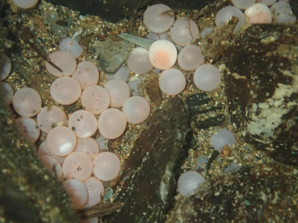 Disturbed Salmon Eggs