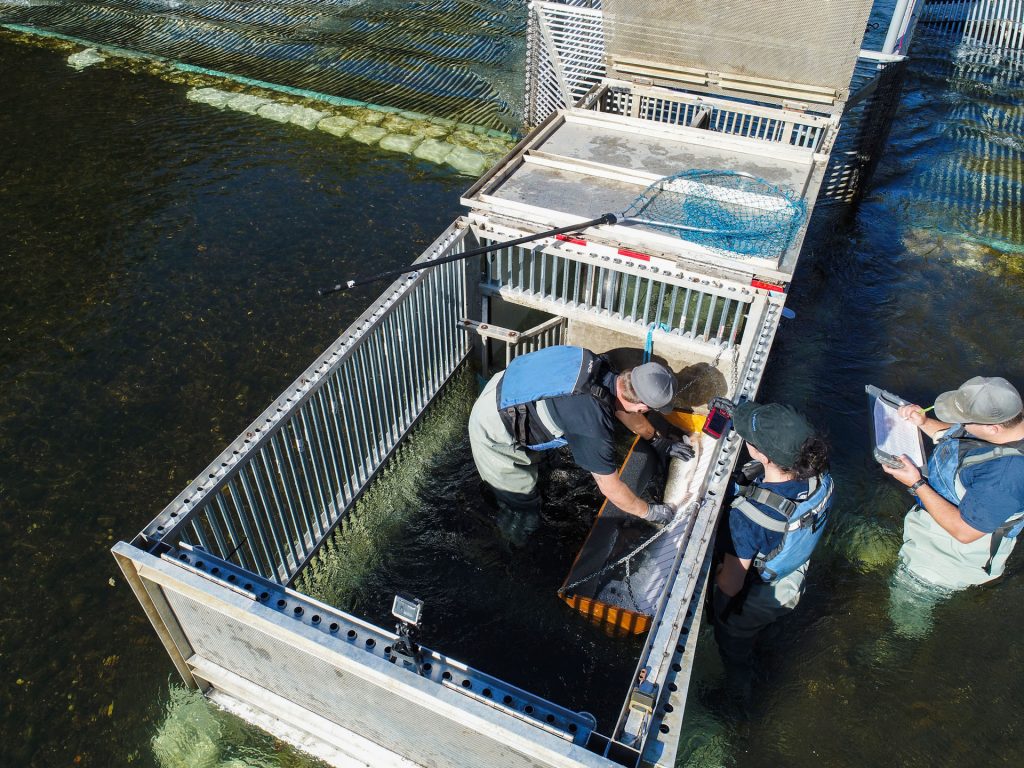 Sears Point Restoration Monitoring - FISHBIO