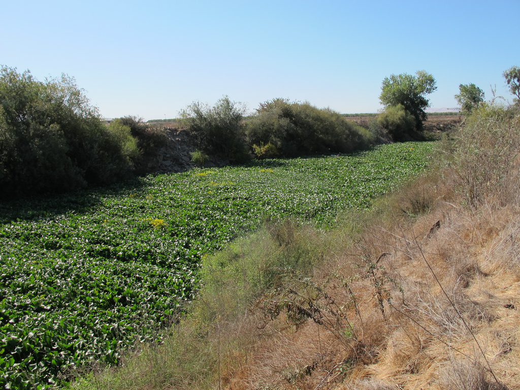 A green tunnel of water hyacinth on the Tuolumne River