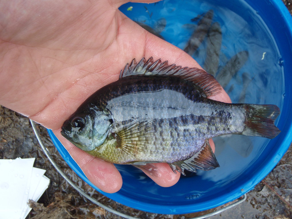 Bluegill