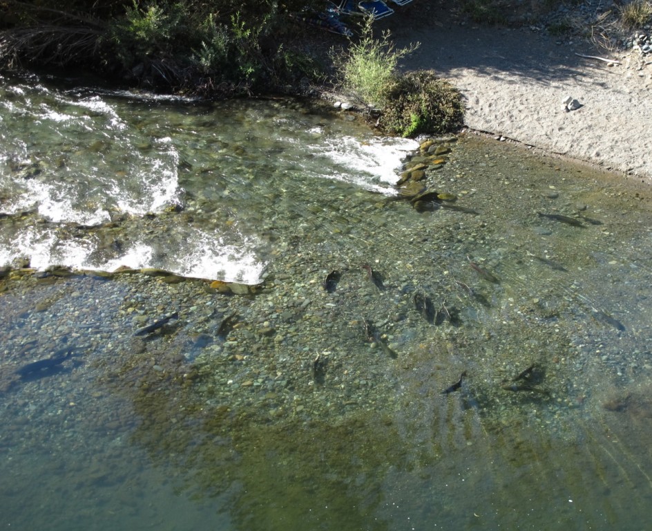 Butte Creek Spring-Run Chinook Salmon