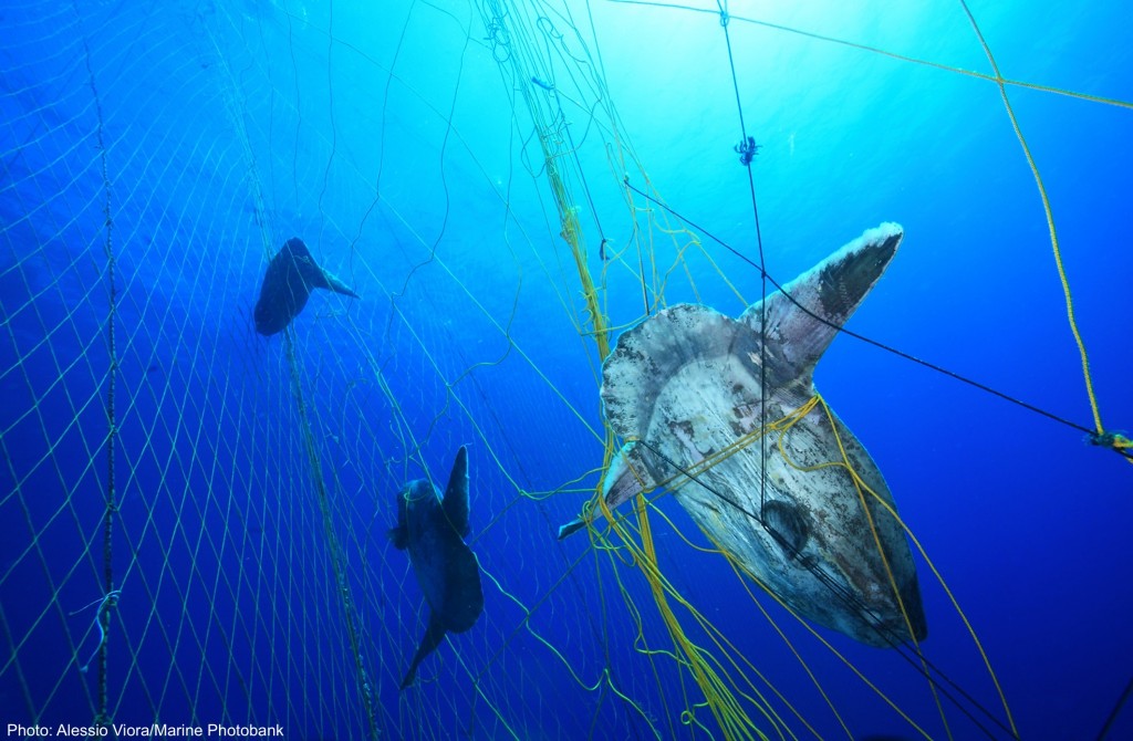 Bycatch of sunfish ina tuna net