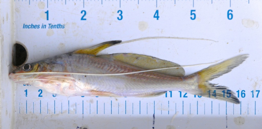 Mystus albolineatus with a large adipose fin