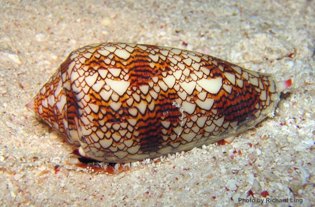 Textile cone snail