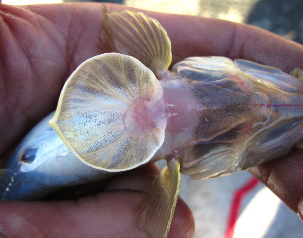 Yellowfin goby disc