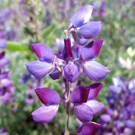 Lupine