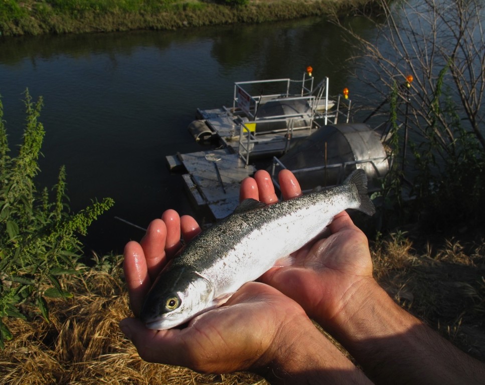 Steelhead smolt