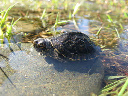 Rare juvenile native turtle - FISHBIO Fisheries Research, Monitoring ...