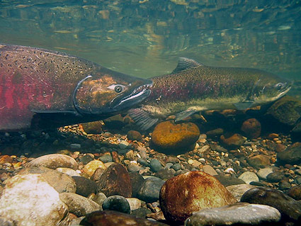 salmon salmon