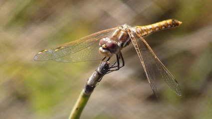 dragonfly-sm