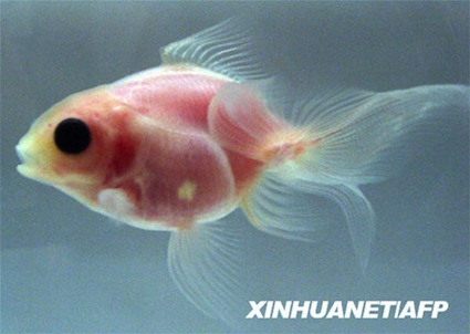 see-through-fish see-through-fish