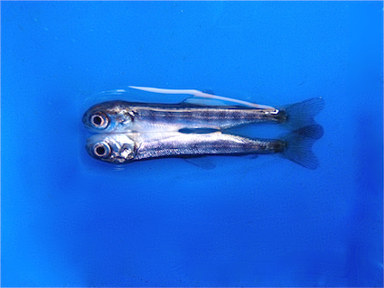 conjoined-chinook conjoined-chinook