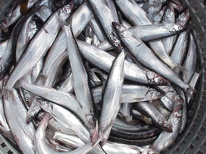 eulaclonpile-noaa eulaclonpile-noaa