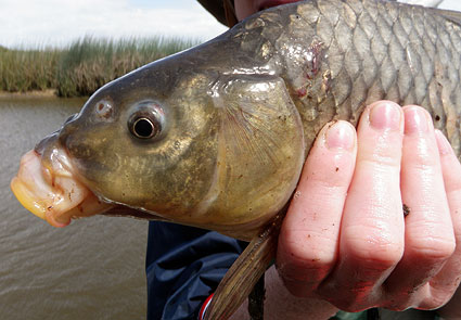 carp carp Cyprinus carpio freshwater species california