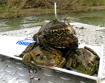 frog-pile frog-pile