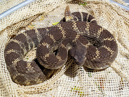 rattlesnake-net rattlesnake-net