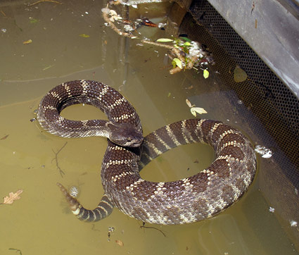 rattlesnake discovered in the rotary screw trap livebox