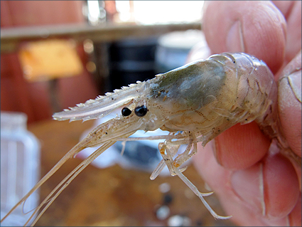 bay-shrimp2 bay-shrimp2