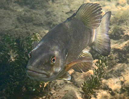 largemouth-bass largemouth-bass
