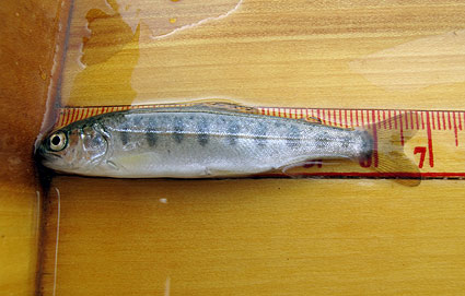 oncorhynchus-mykiss oncorhynchus-mykiss