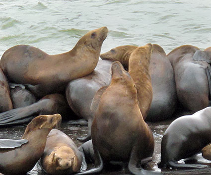 sea-lions-peir sea-lions-peir