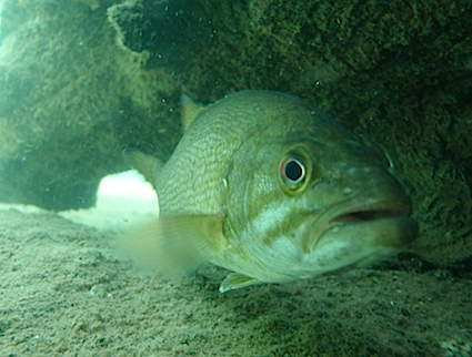 smallmouth-bass1 smallmouth-bass1