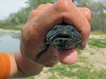 cottus-asper cottus-asper