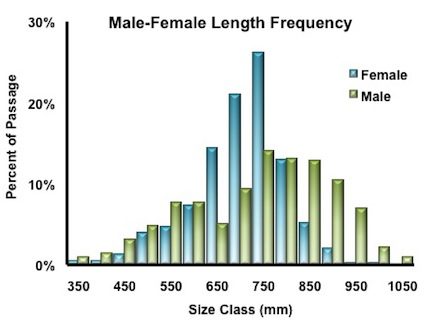 length-frequency