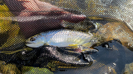 chinook-yearling chinook-yearling