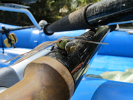 dragonfly_along-for-the-ride dragonfly_along-for-the-ride