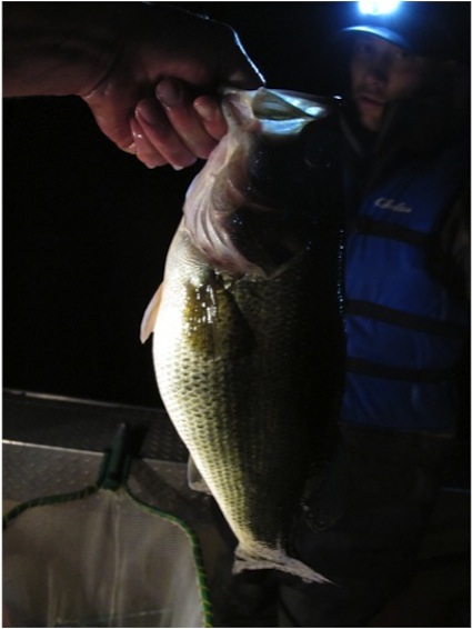 e-fishing-largemouth-bass1 e-fishing-largemouth-bass1