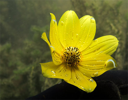 underwater-flower-photo