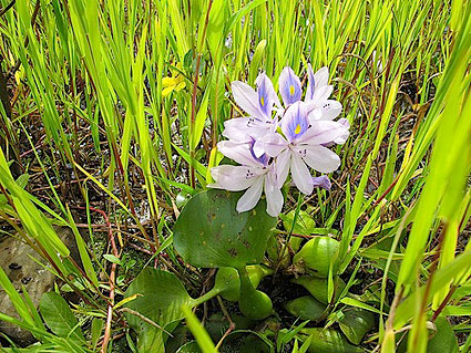 water-hyacinth water-hyacinth