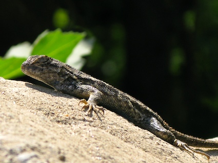 western-fence-lizard western-fence-lizard