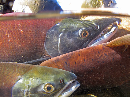 kokanee-red-skin kokanee-red-skin
