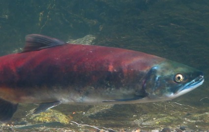 sockeye sockeye