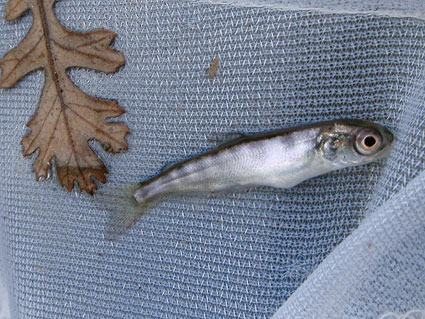Chinook fry Chinook salmon fry found in rotary screw trap