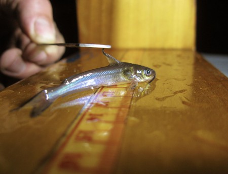 channel catfish ictalurus punctatus
