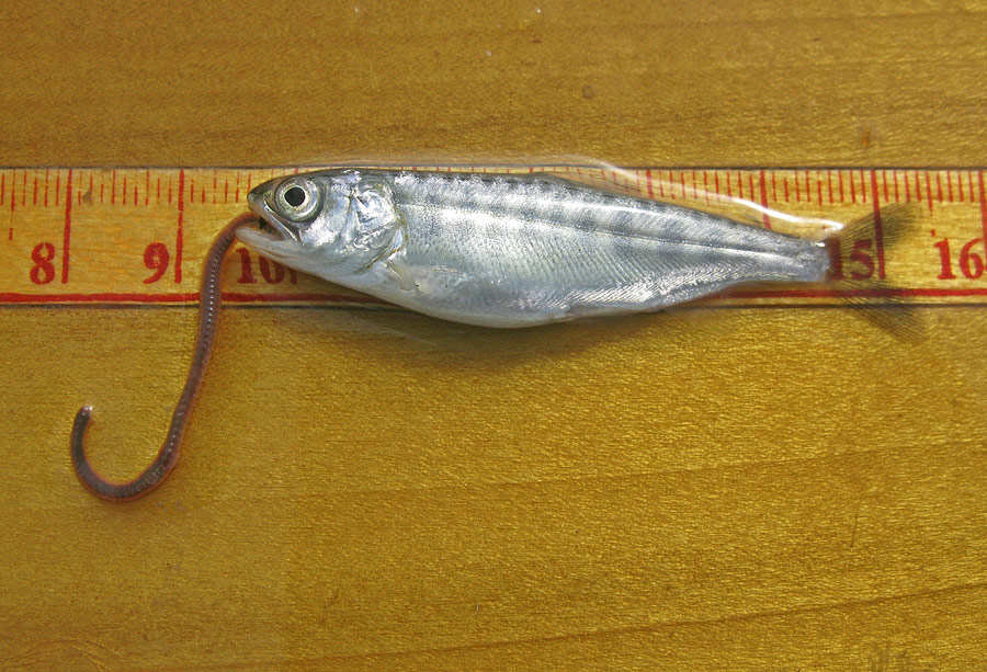 chinook smolt diet