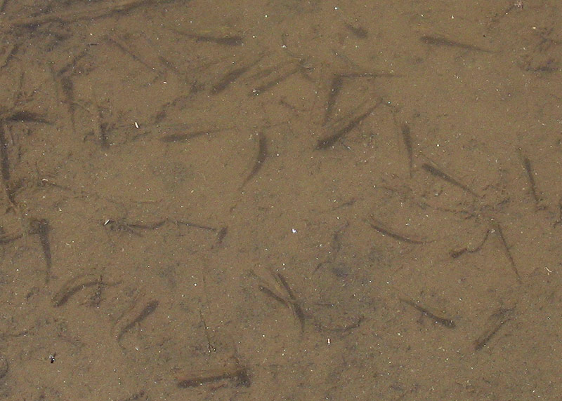 Camouflage Larval Fish