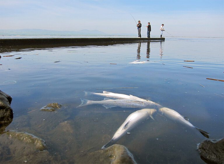 Changes to California striped bass regulations on the table