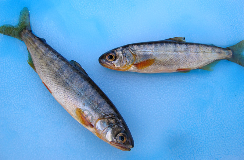 Bismarck Brown Marked Salmon
