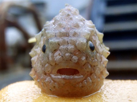 marine fish pacific spiny lumpsucker