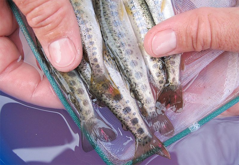 A handful of marked trout tails