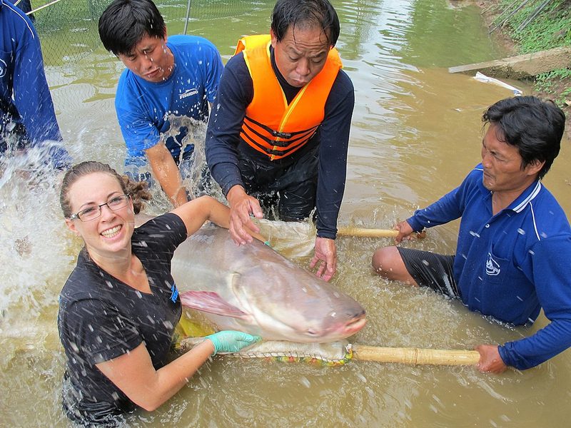 Tagging Mekong Giant Catfish