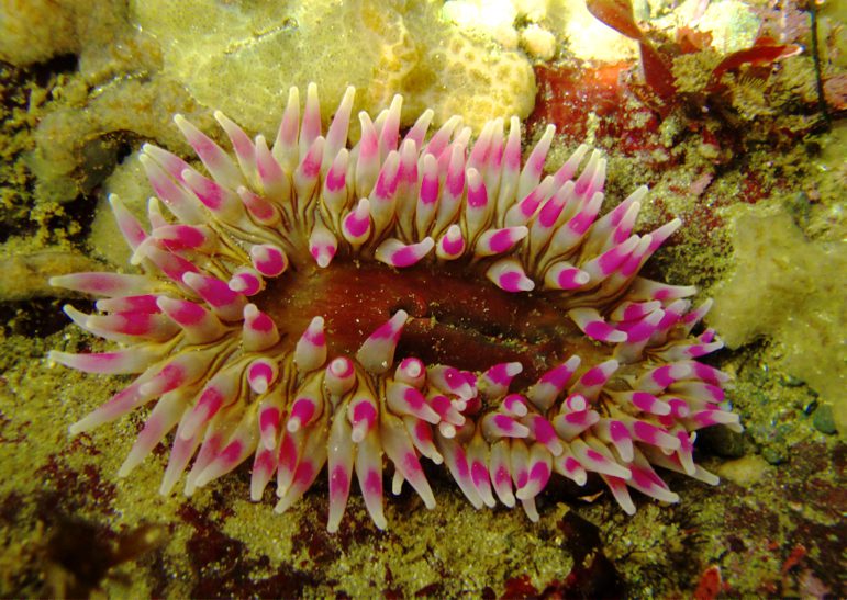 Rose sea anemone