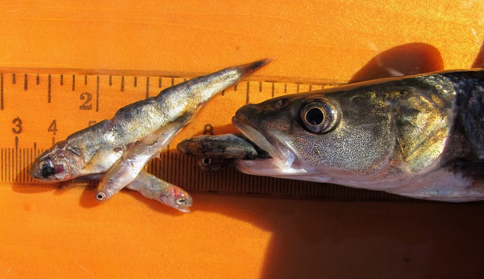 pikeminow salmon predation