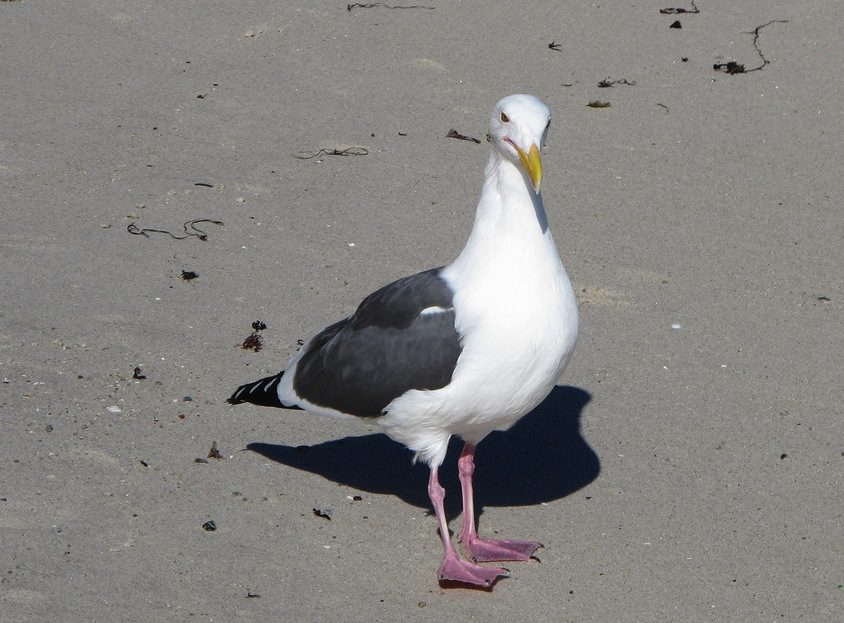 Western gulls take a hefty bite out of steelhead populations