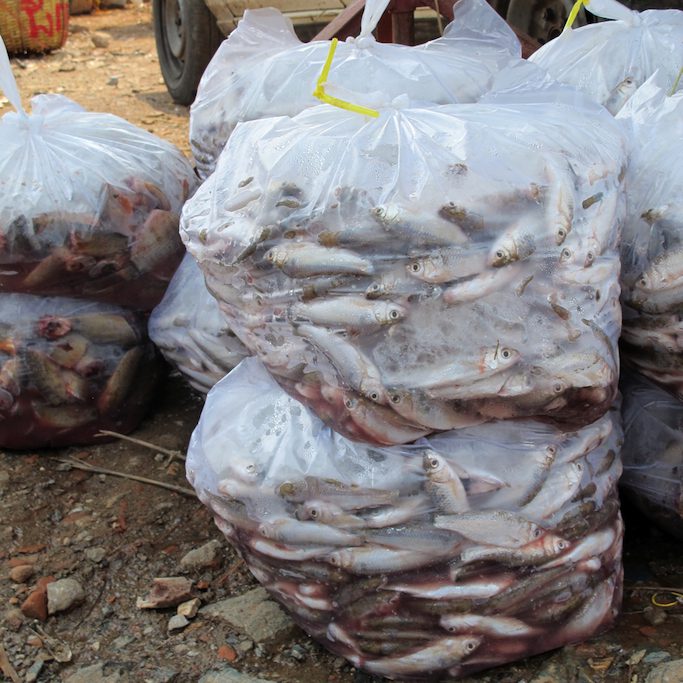 Bags of money fish in Cambodia