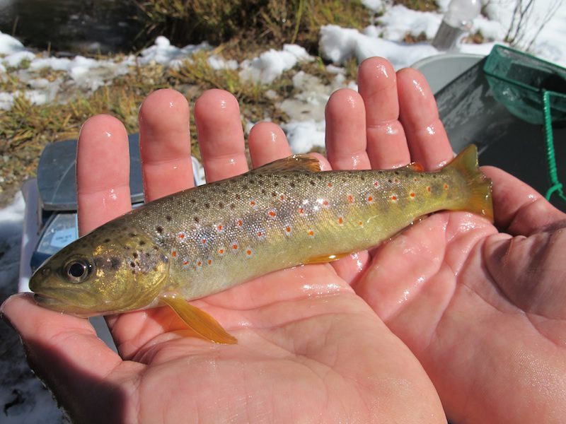 Fishing for brown trout on our local river with surprising results